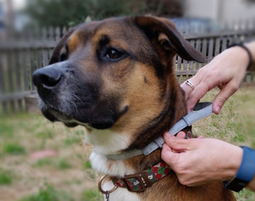 Dog being fitted with flea and tick collar