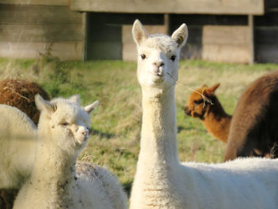 llamas in pen