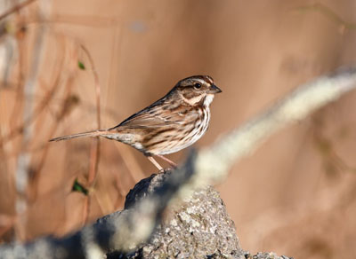 bird on a rock