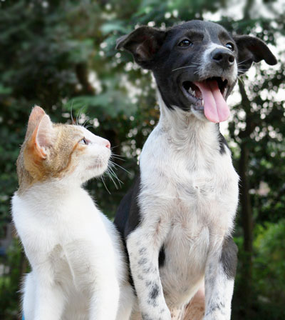 cat looking at dog