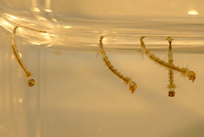 mosquito larvae in jar
