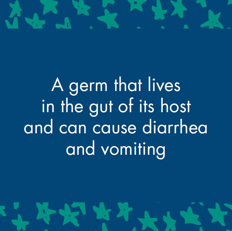 campylobacter definition vocabulary card