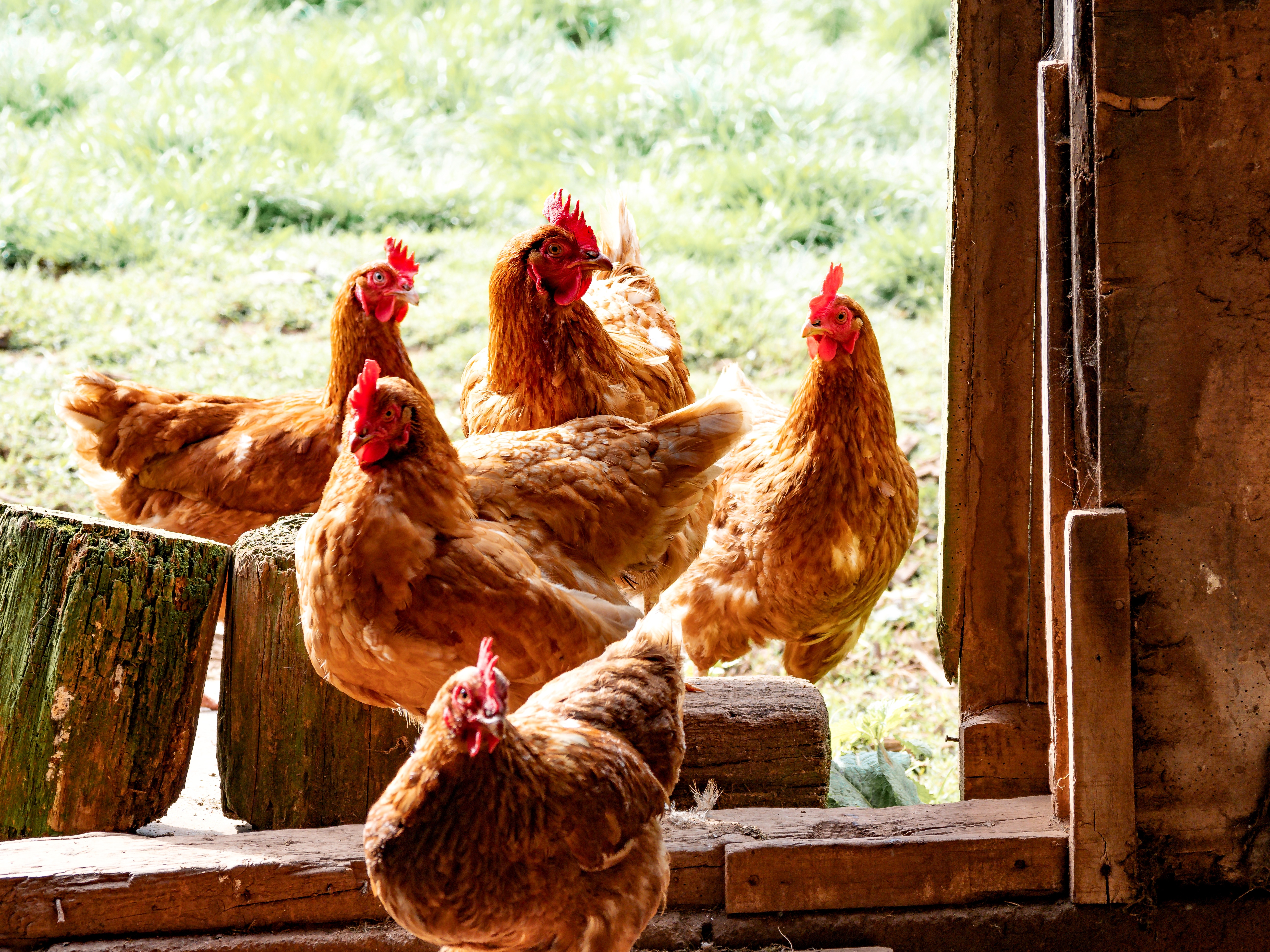 chickens in a barn