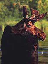 moose