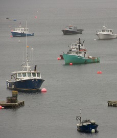 Lobster Boats at Their Moorings.