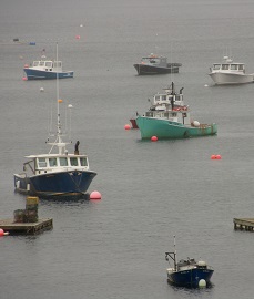 Lobster Boats at Their Moorings.