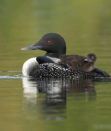 Family of Loons on a Lake