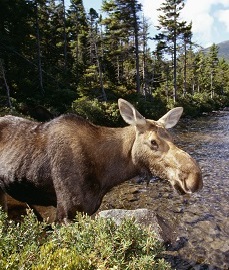 Moose on a Pond.