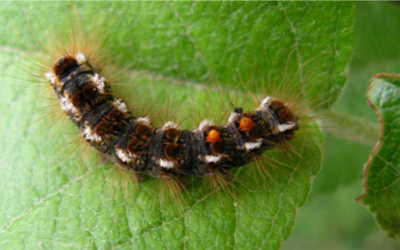 Browntail moth on a bright green leaf