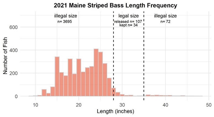 2021 Maine Striped Bass size frequency histogram showing sub-legal (3695), legal (141), and oversized (72) fish by length