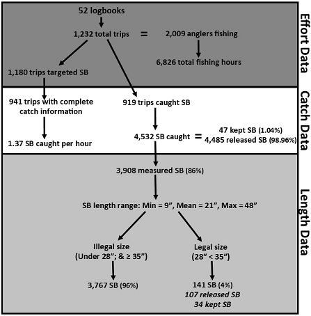 flow chart summary of effort, catch, and length striped bass 2021 data