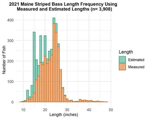 2021 Maine Striped Bass size frequency histogram using measured and estimated lengths (n=3908)