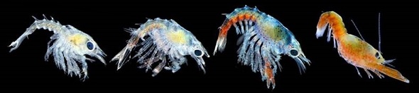 Four larval lobster stages