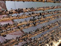 Mussel Aquaculture
