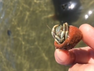 hermitcrab