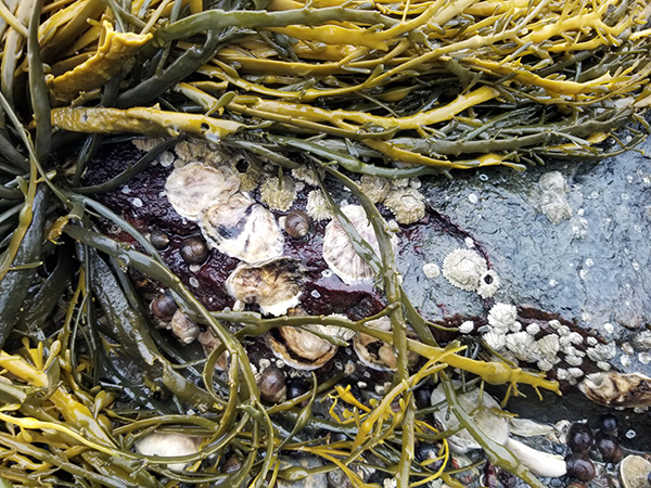 Rockweed and barnacles seen in a walkover survey