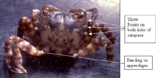 Asian shore crab showing points on carapase and bands on legs