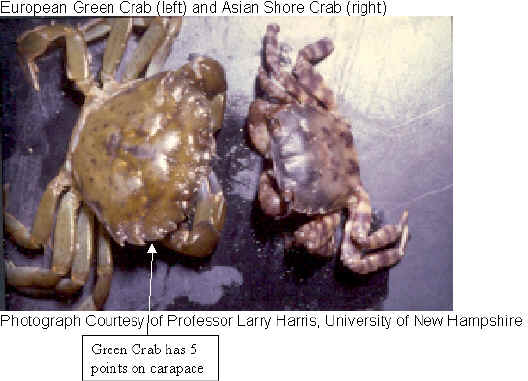Comparing green crab and Asian shore crab