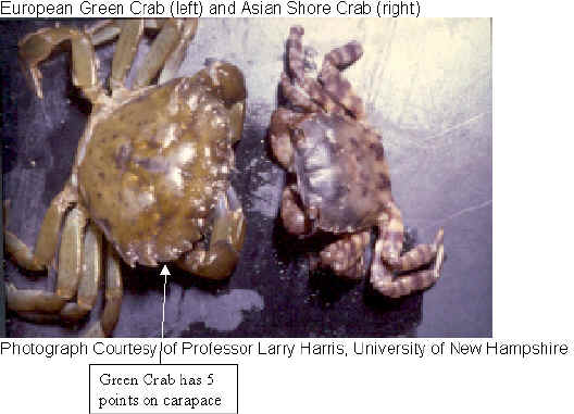 Comparing green crab and Asian shore crab