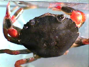 green crab with unusual red coloring