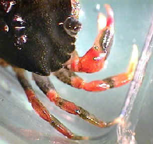 showing five spines on green crab carapace