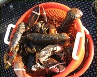Basket of Lobsters