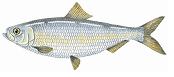 Blueback herring illustration by Roz Davis Designs, courtesy of the DMR Recreational Fisheries program and the Maine Outdoor Heritage Fund