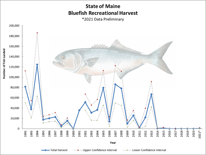 Graph of annual numbers of bluefish landed in Maine in 1992 to 2021 peaking at over 120,000 in 1994