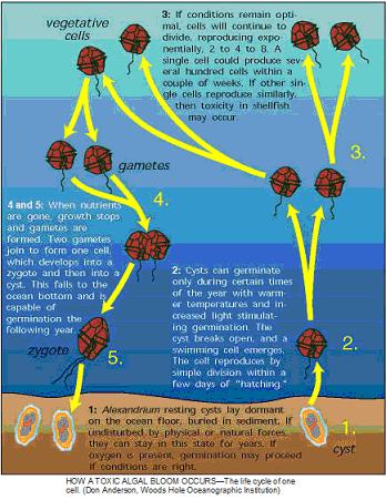 life cycle of an Alexandrium cell