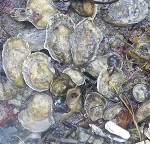 American Oyster