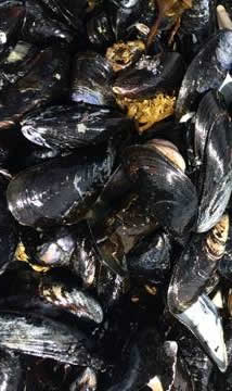 Mussels