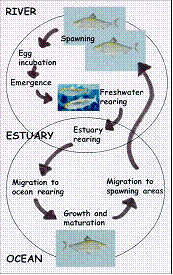 alewife life cycle diagram