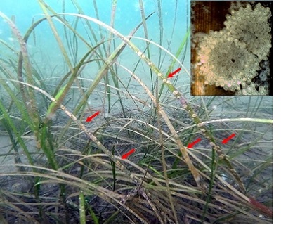 Colonies of Cribrilina (Juxtacribrilina) mutabilis encrusting blades of eelgrass