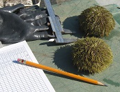 measuring urchins during culling study Sept 2009 by Rachel Feeney NEC