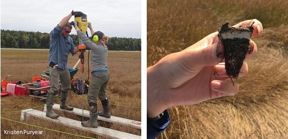 Installing steel rod in tidal marsh, and marsh mud core, photo by Kristen Puryear