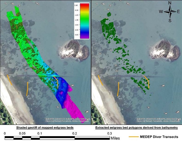Identifying eelgrass beds from bathymetry