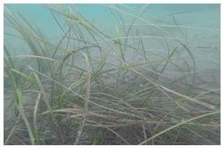 Eelgrass