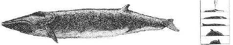 Finback whale