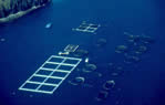 Finfish Aquaculture