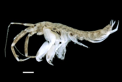 Grandidierella japonica speciment
