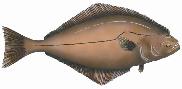 Halibut illustration