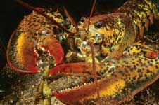unusual lobster coloration