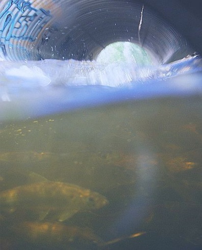 river herring at perched culvert