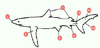 diagram of fish parts