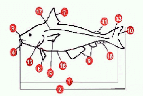 diagram of more fish parts