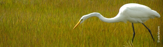 Marsh with Great Egret, photo by Slade Moore