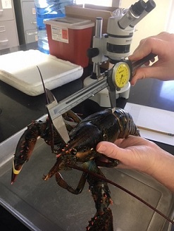 Measuring a lobster's carapace using calipers