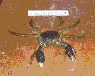 Chinese mitten crab
