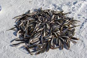 pile of smelt