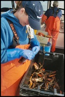 DMR sea sampler measuring lobsters